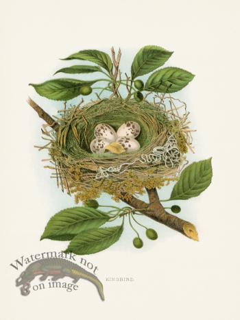 Thomas Gentry Bird 48